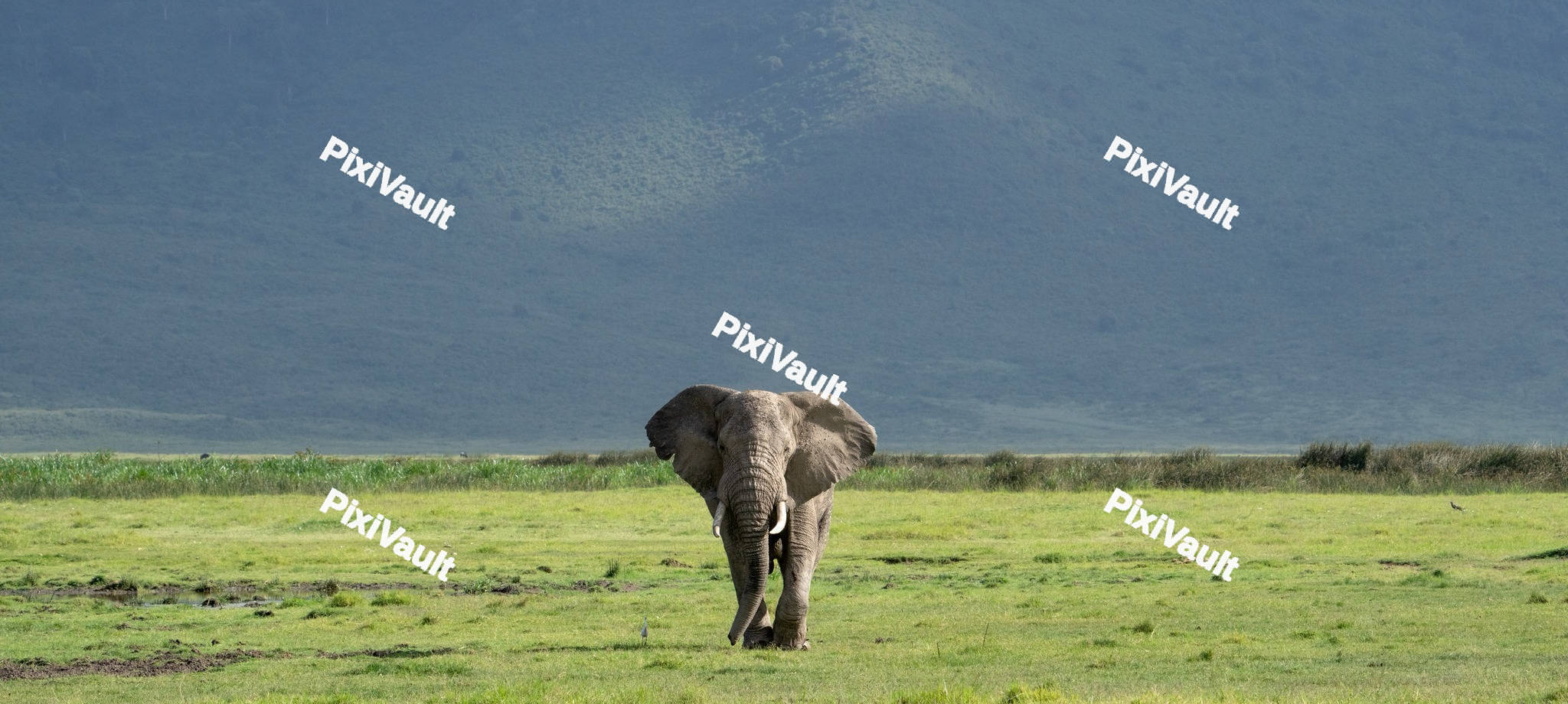 African Bush Elephant